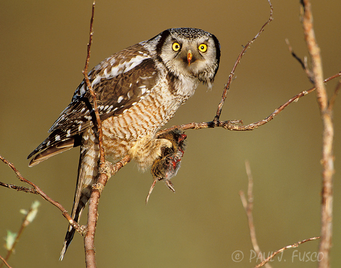 Northern hawk owl