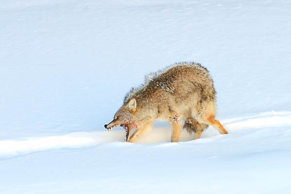 Coyote aggresive display
