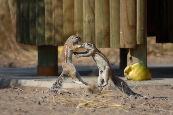 Fighting squirrels