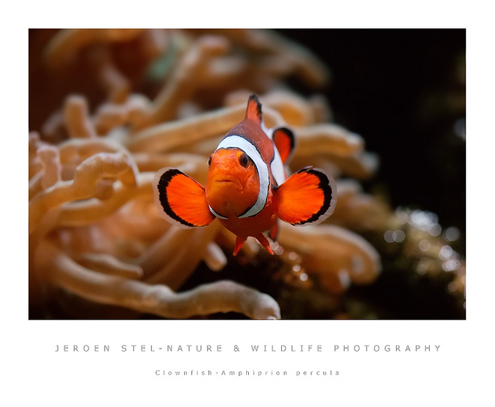 Finding Nemo