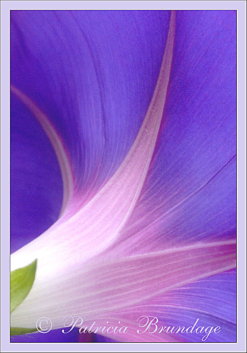 Morning Glory
