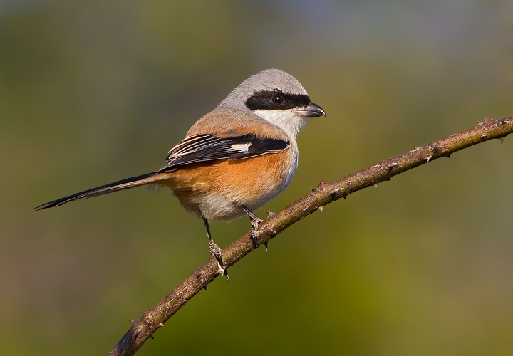 Long-tailed Shrike