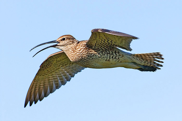 Whimbrel
