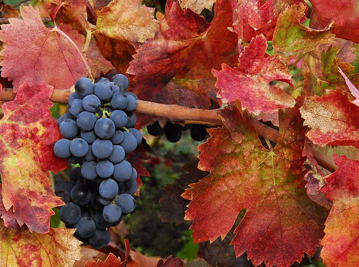 Late Harvest