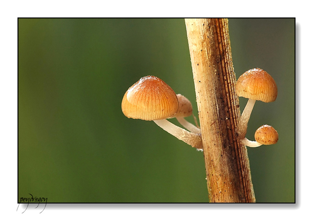 Psathyrella typhae