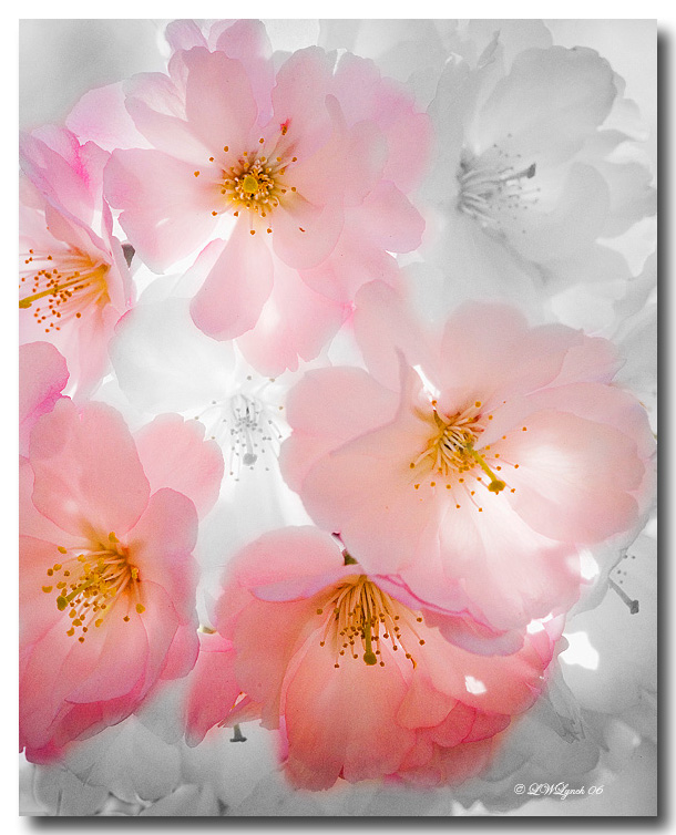 Spring flowers