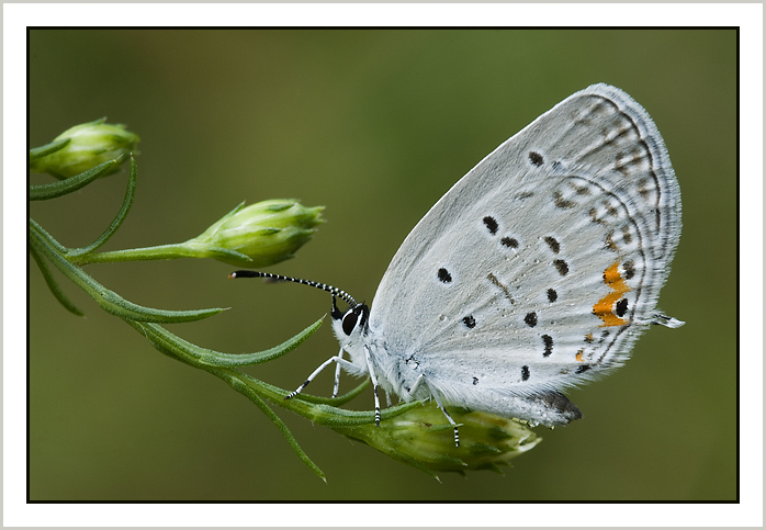 Eastern-Tailed Blue