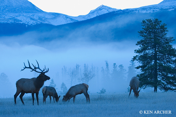 Rocky Mouuntain Elk, frosty morning