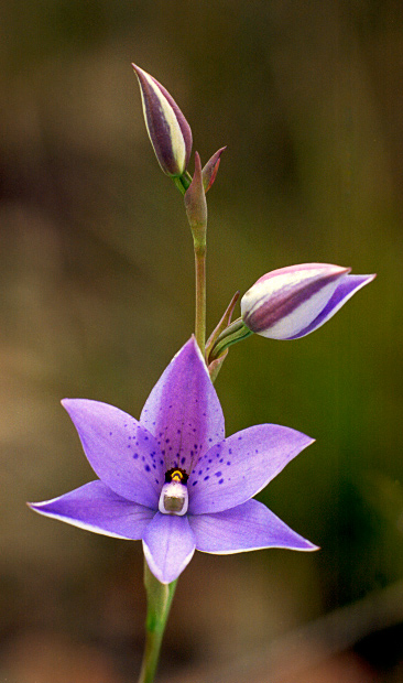 Sun Orchid