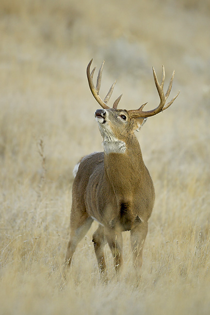 Whitetail buck