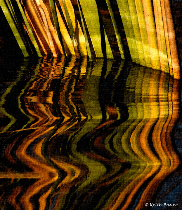 Reed Reflections