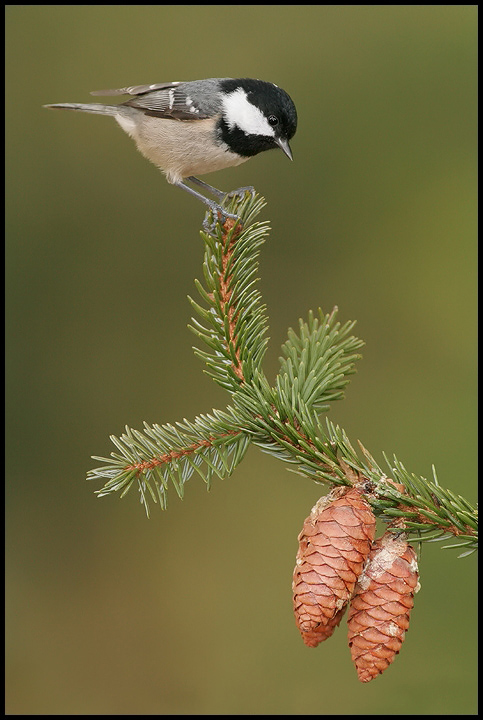 Coal Tit