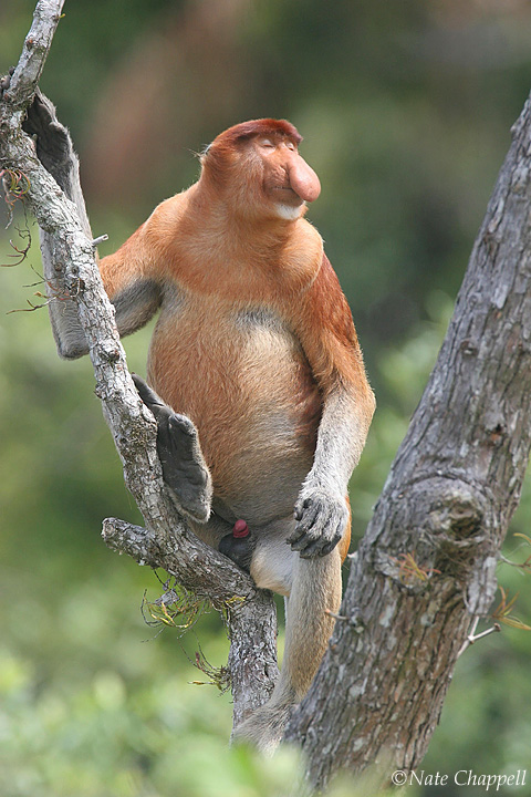 Probocis Monkey