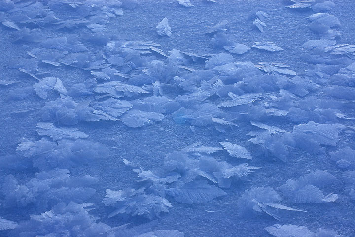 Fallen Frost