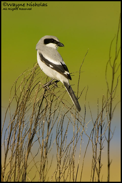 Loggerhead Shrike