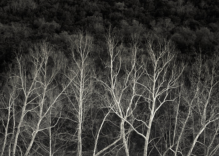 Spicewood Sycamores