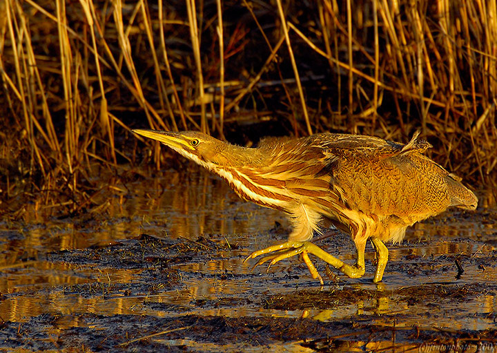 American Bittern at Sunset