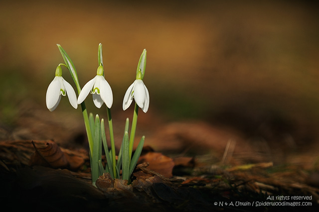 Snowdrops
