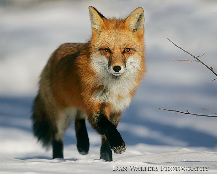 Red Fox with Repost