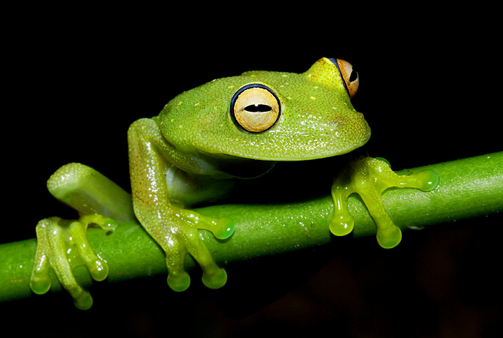 Hyla Punctata