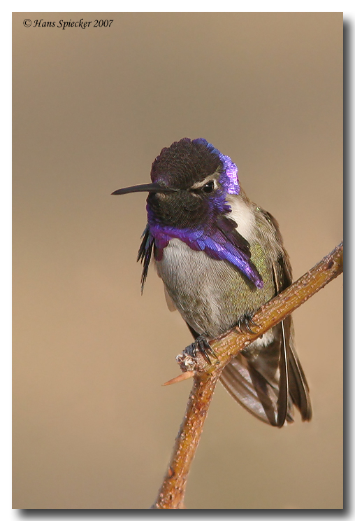 Yosemite Sam - Costa's Hummingbird
