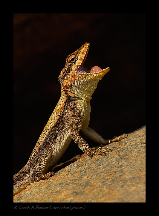 Some Lizard