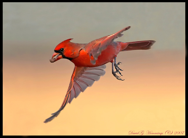 Male Northern Cardinal