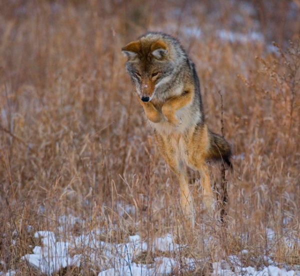 Pouncing Coyote