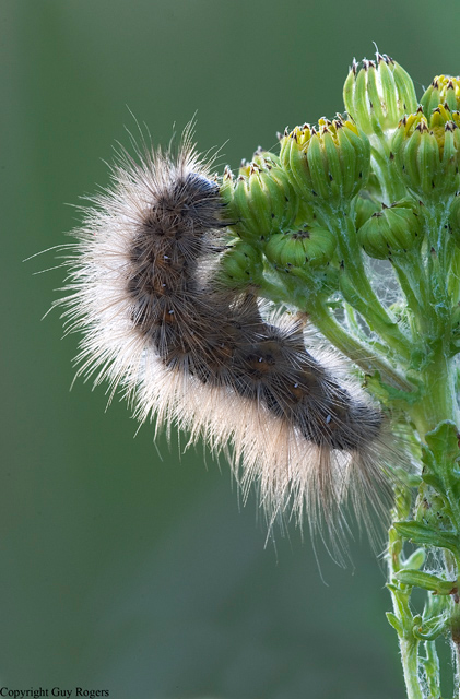 Ruby Tiger moth caterpillar
