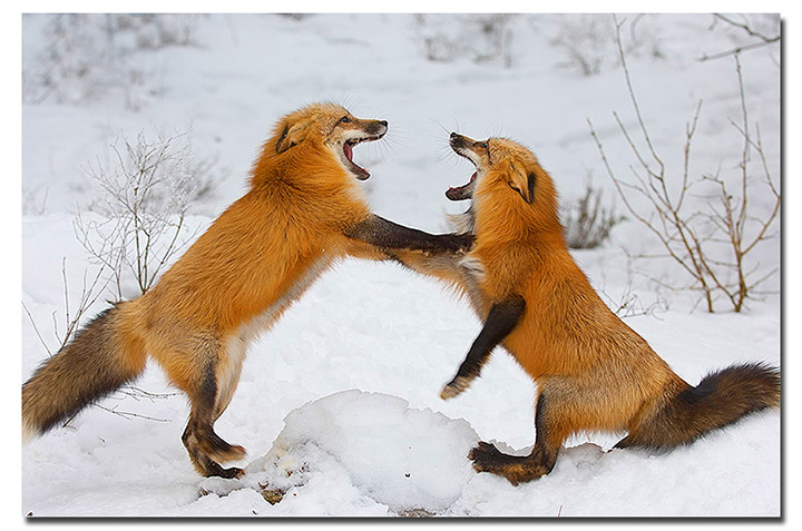 Two red foxes (c)