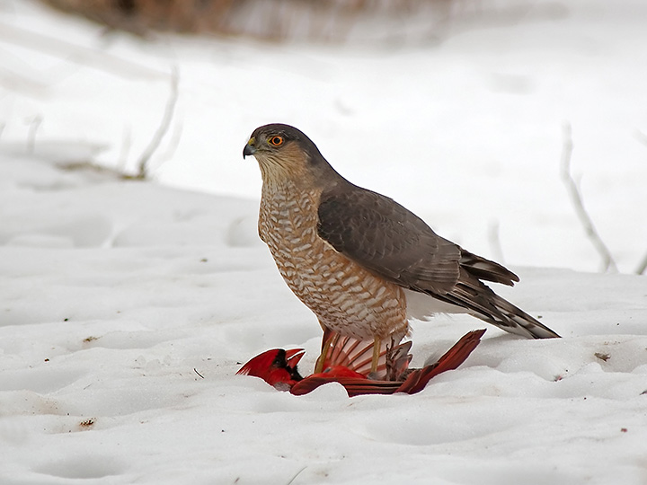 Sharp-shinned Hawk w/ prey