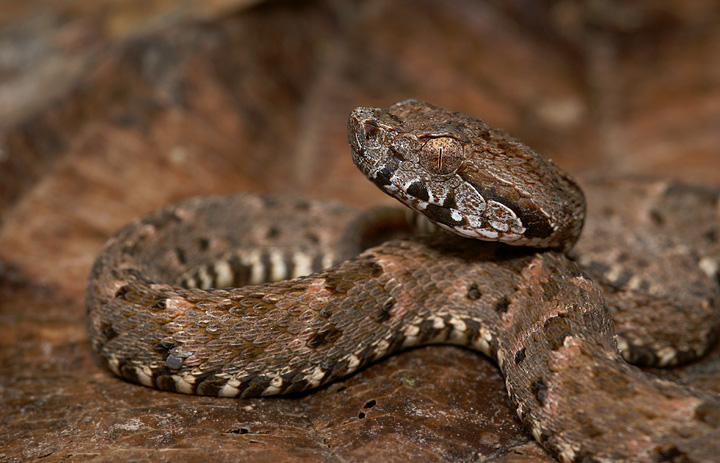 Fer-de-lance