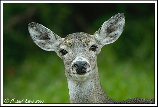 Smiling for the Camera....