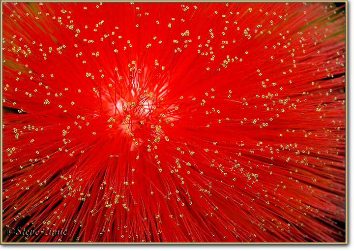 Red Powder Puff