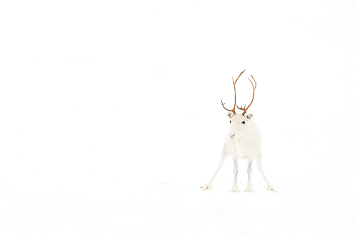 Pale Rudolph
