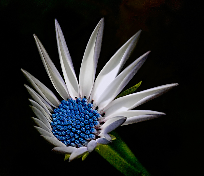 The joy of  blooming