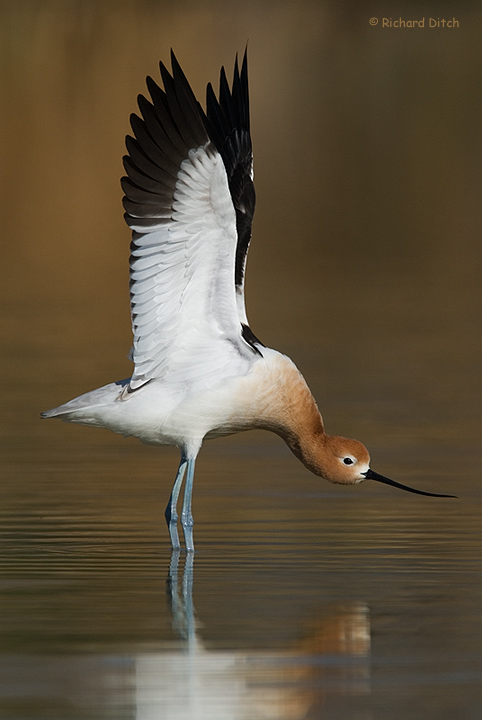 American Avocet