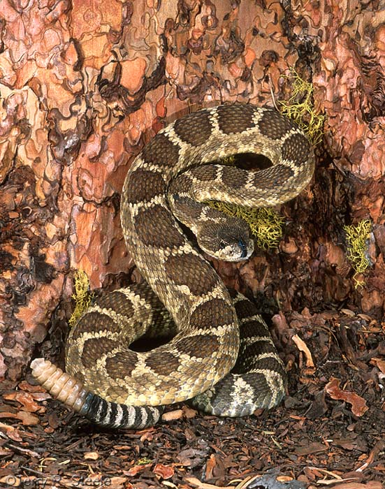 Northern Pacific Rattlesnake