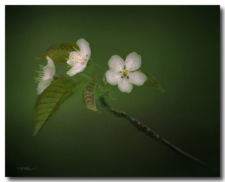 Apple Blossom Time