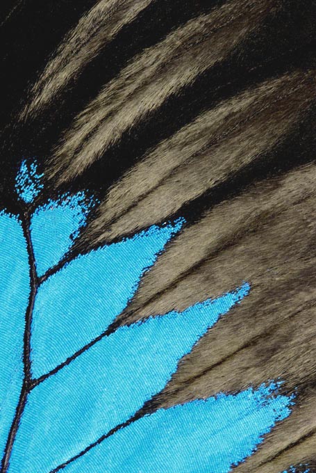 Butterfly Wing