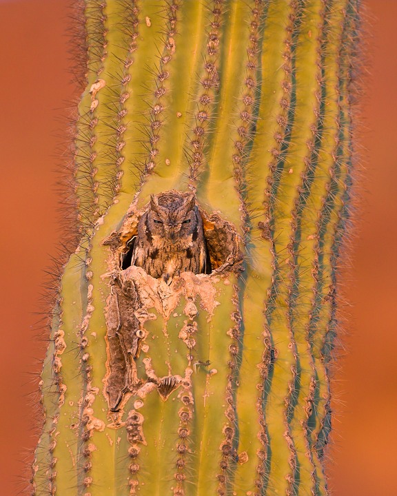 Western Screech-Owl