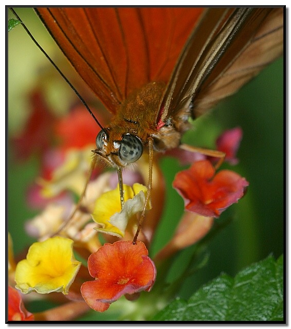 Nectaring Julia