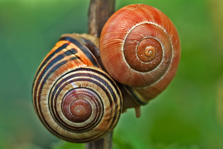 even slugs do it - with extra x-rated image