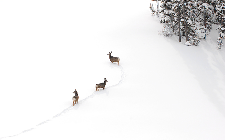 Deer Ascent