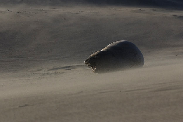 another Elephant seal pup in sand storm
