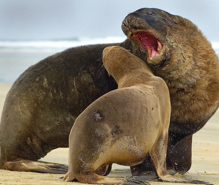 Hookers Sealions (added reworked version)