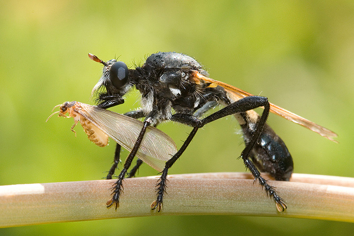Wasp having termite snack
