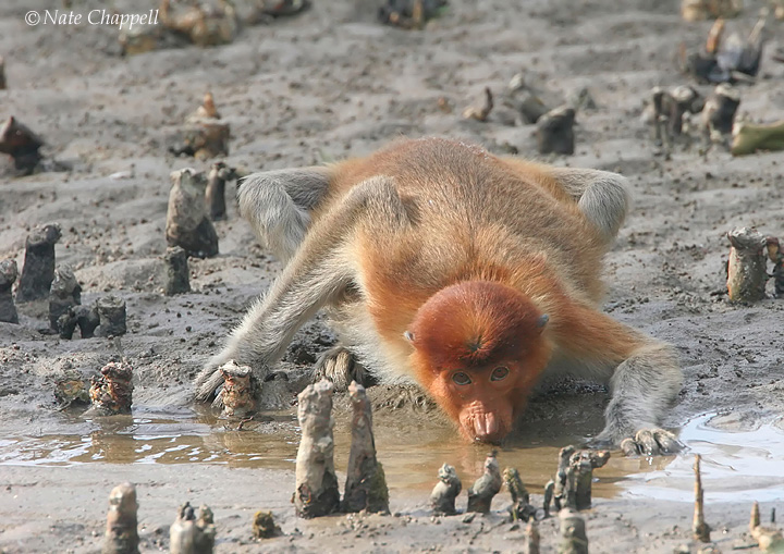 Young Probocis Monkey Drinking