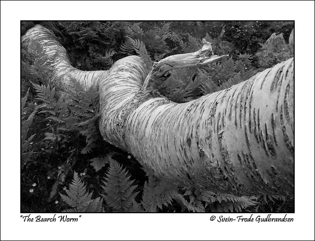 The Birch Worm