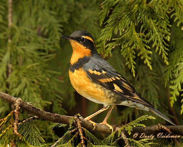 Varied Thrush